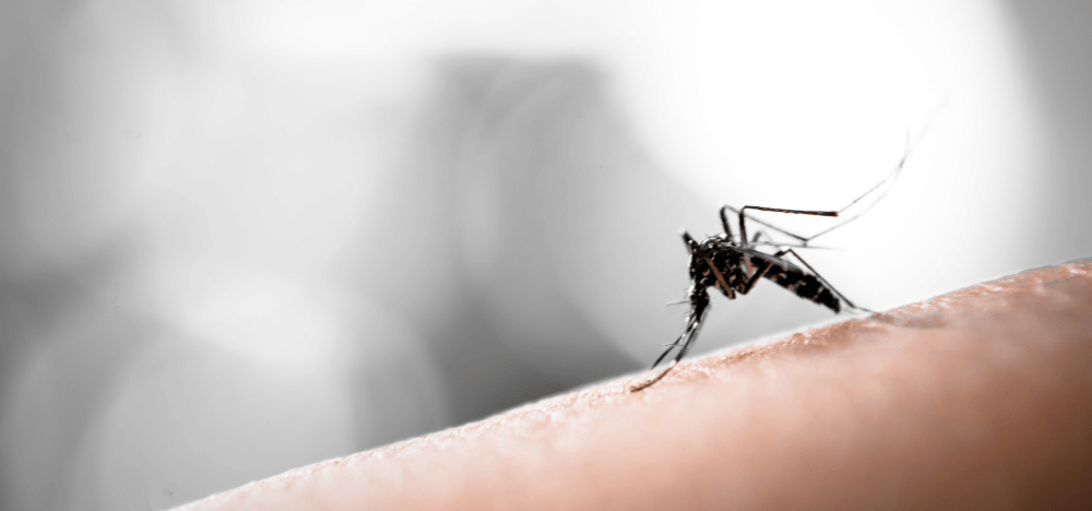 Mosquito landed on a person